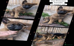 German Shepherd dogs for sale: Price Reduced! Last female German shepherd pups. - Image 3