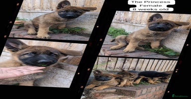German Shepherd dogs - Advert 2