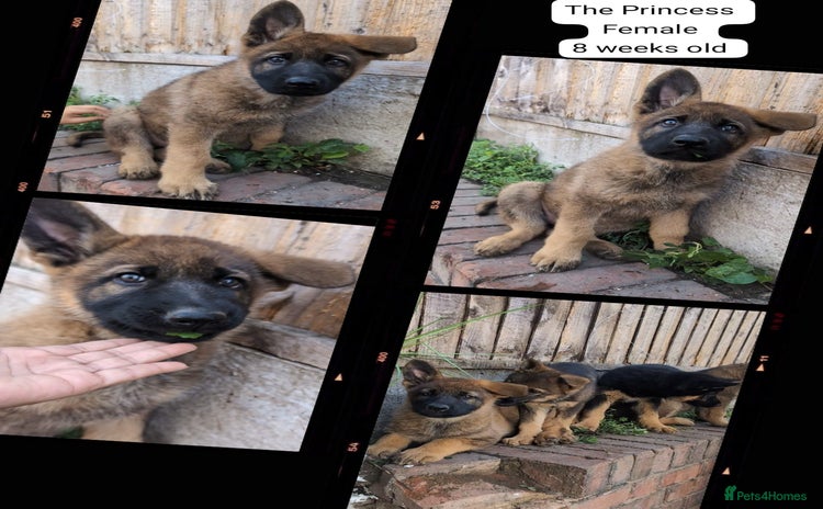 German Shepherd dogs - Advert 11