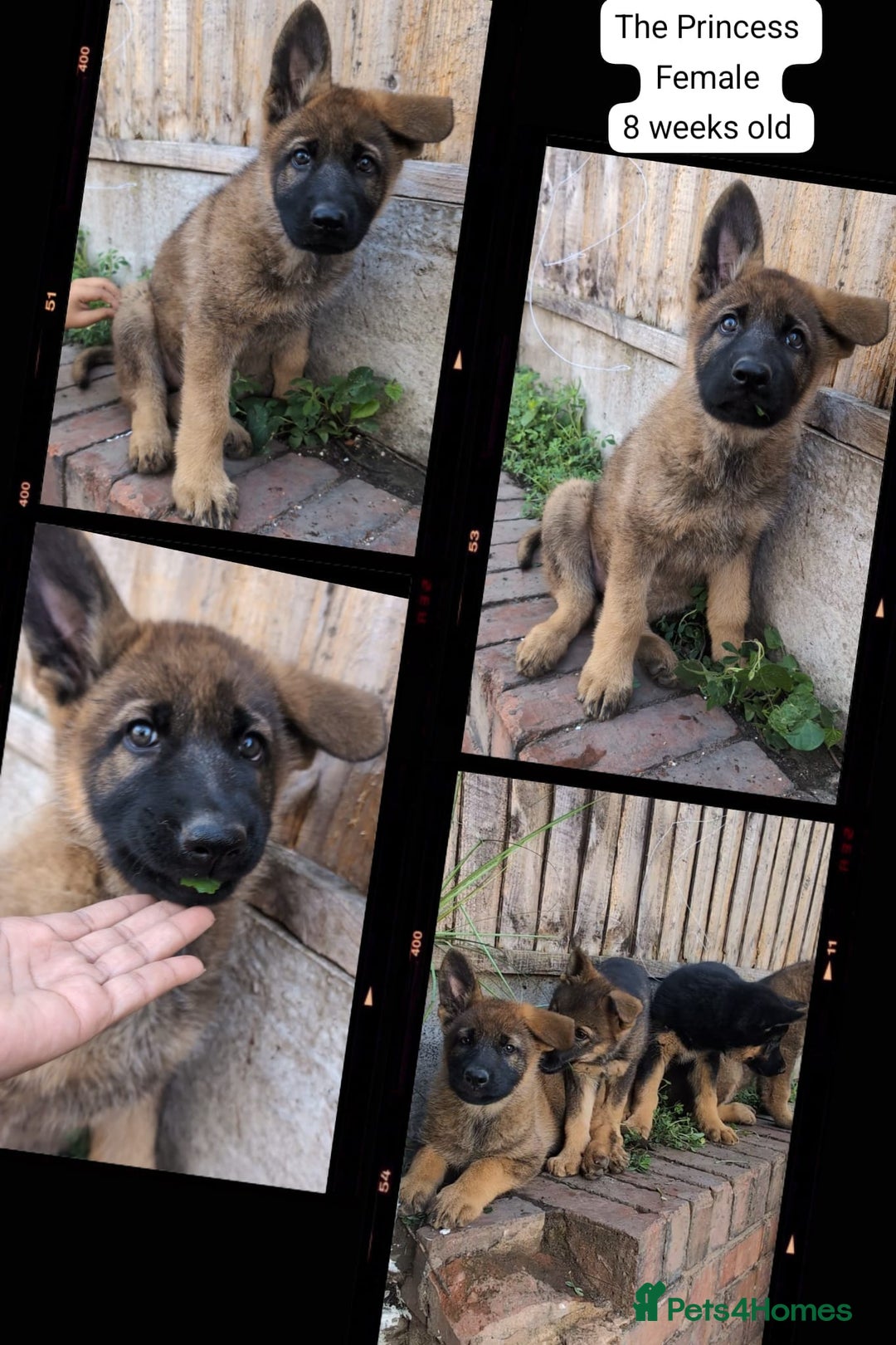 German Shepherd dogs for sale: Price Reduced! Last female German shepherd pups. - Image 3