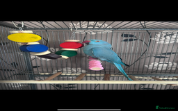 Ringnecks birds for sale: 2 Indian Ringneck Parrots - Image 4
