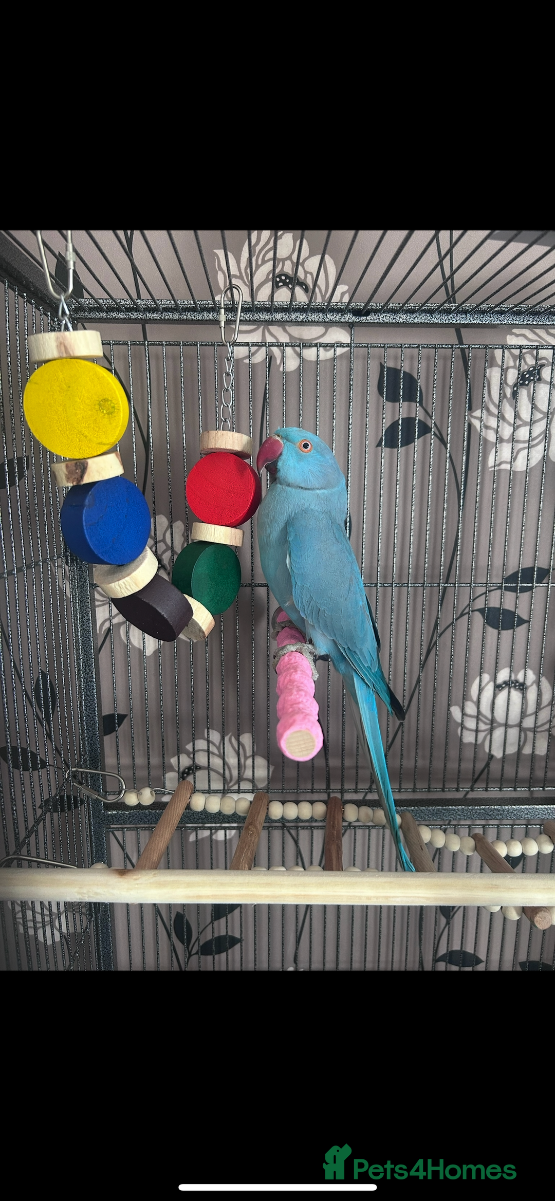 Ringnecks birds for sale: 2 Indian Ringneck Parrots - Image 4