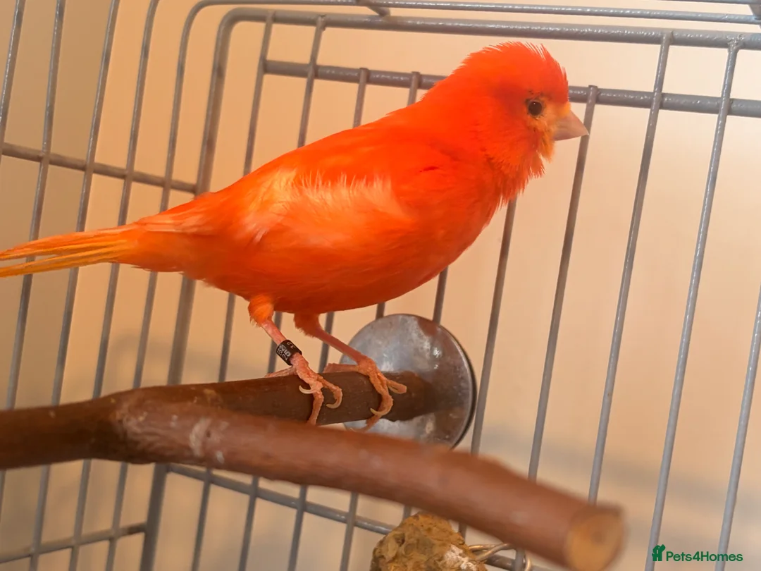 Canaries birds for sale: Beautiful singing red male canary - Advert 3