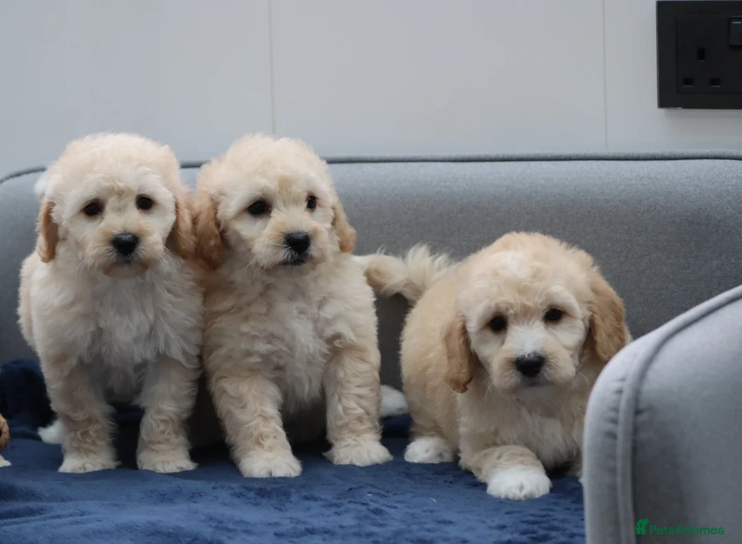 Cavapoochon dogs for sale: Cavapochon puppies for sale - Advert 24
