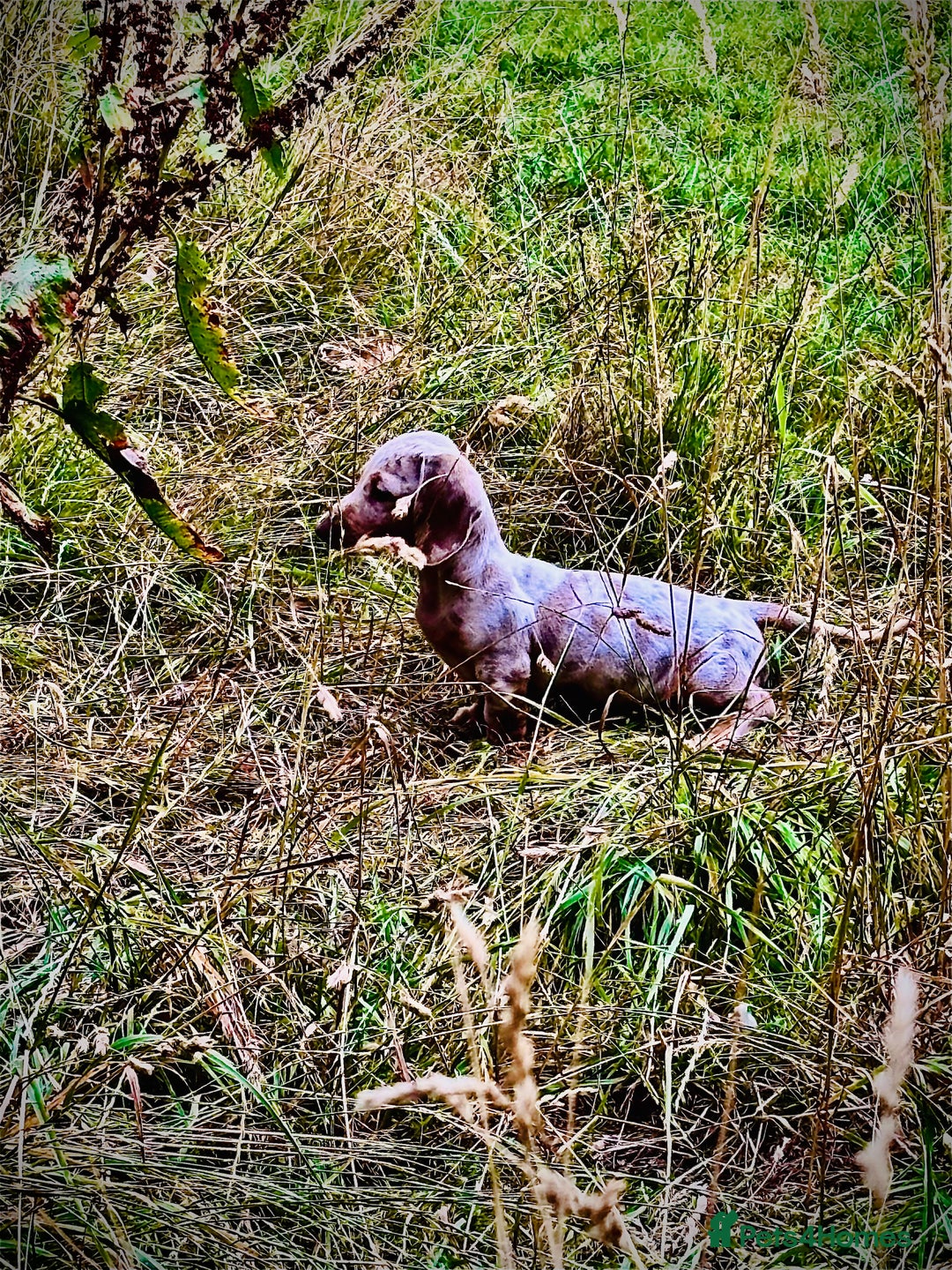 Miniature Dachshund dogs for sale: Miniature dachshund ready now.  - Image 5