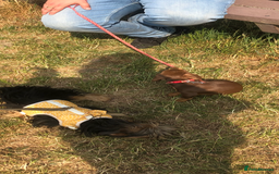 Miniature Dachshund dogs for sale: Miniature Dachshund  - Image 6