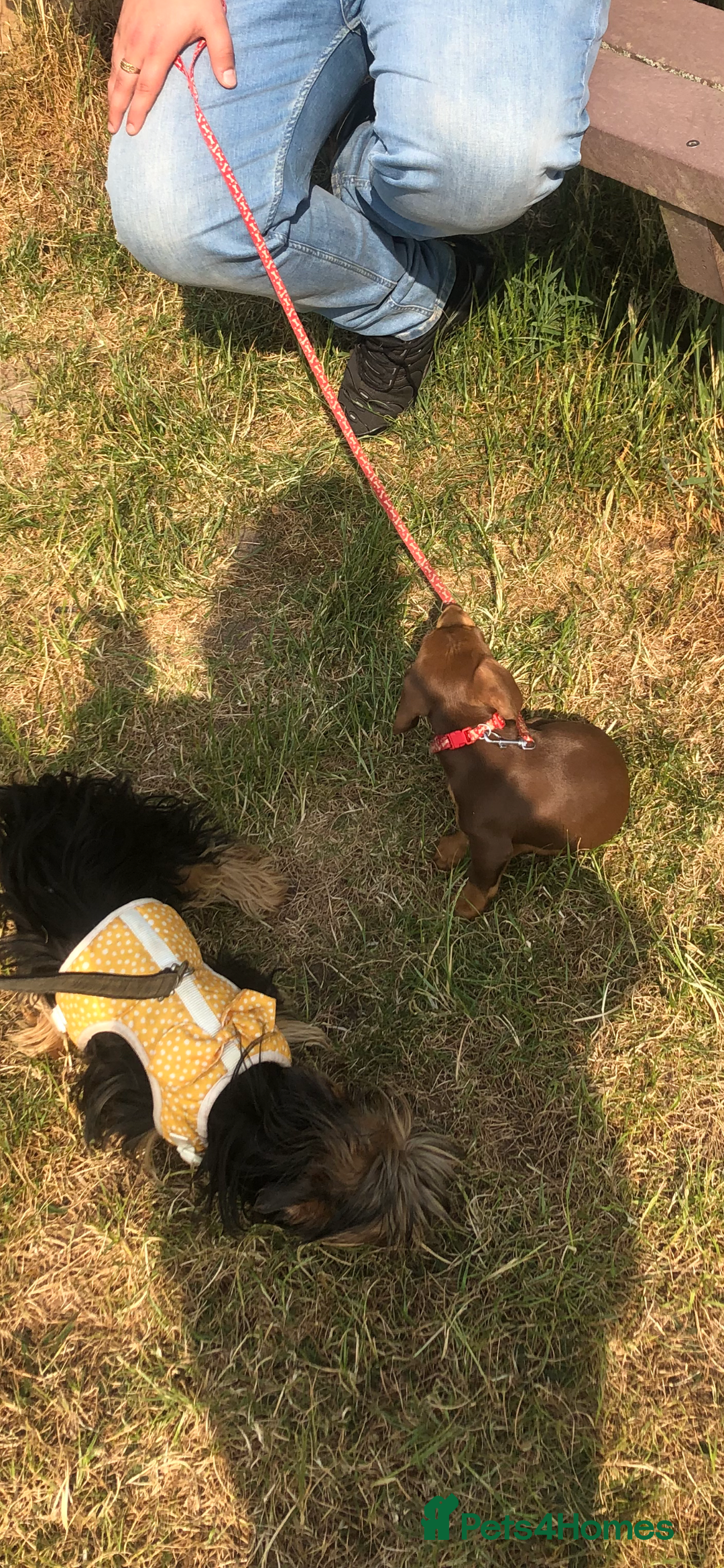 Miniature Dachshund dogs for sale: Miniature Dachshund  - Image 6