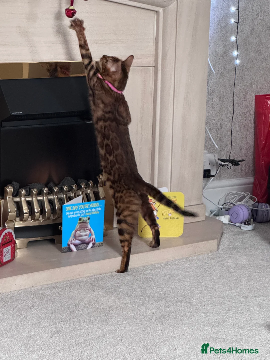 Bengal cats for sale: Bengal Cat  - Advert 3