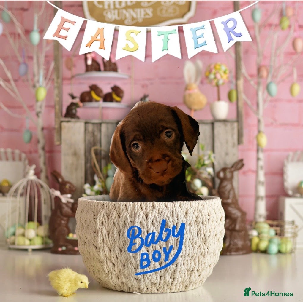 Mixed Breed dogs Adorable Chatterdale Pups & 1 Year old Pup - Advert 1