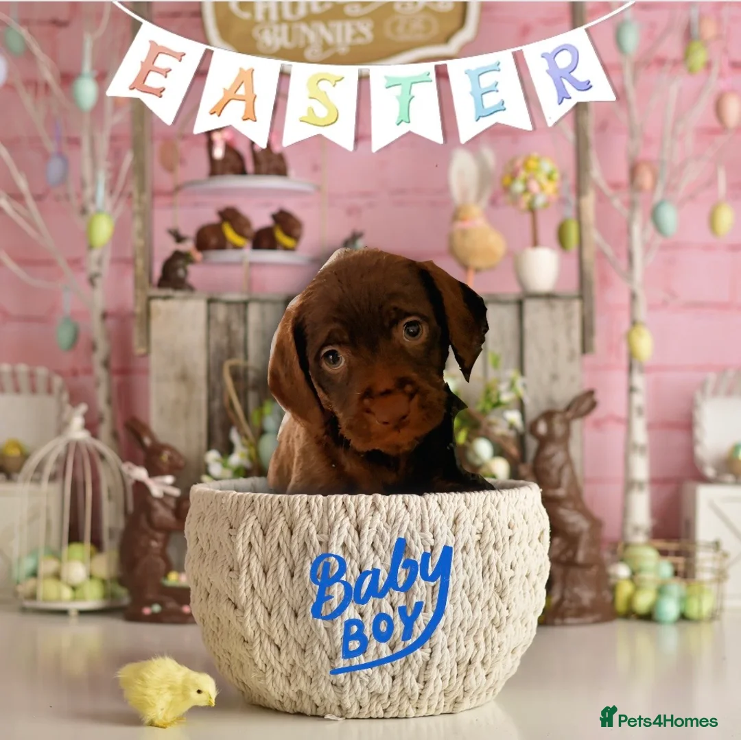 Mixed Breed dogs for sale: Adorable Chatterdale Pups & 1 Year old Pup in Redditch - Advert 1