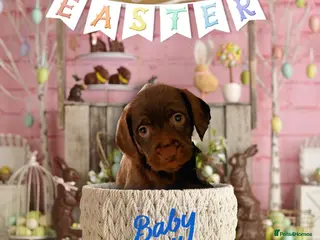 Mixed Breed dogs Adorable Chatterdale Pups & 1 Year old Pup - Advert 1