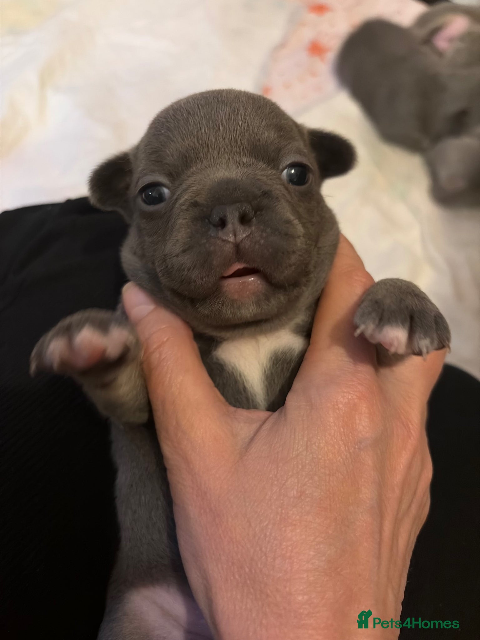 French Bulldog dogs for sale: French bulldog puppies  - Advert 14