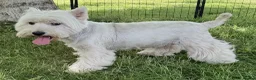 West Highland Terrier dogs for adoption: 🐾 Mona – Female West Highland Terrier 🐾 - Advert 5