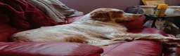 English Setter dogs for sale: Rare English Setter  in Great Yarmouth - Advert 6