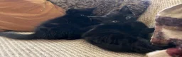 Mixed Breed cats for sale: Two beautiful black kittens  in Bracknell - Advert 16