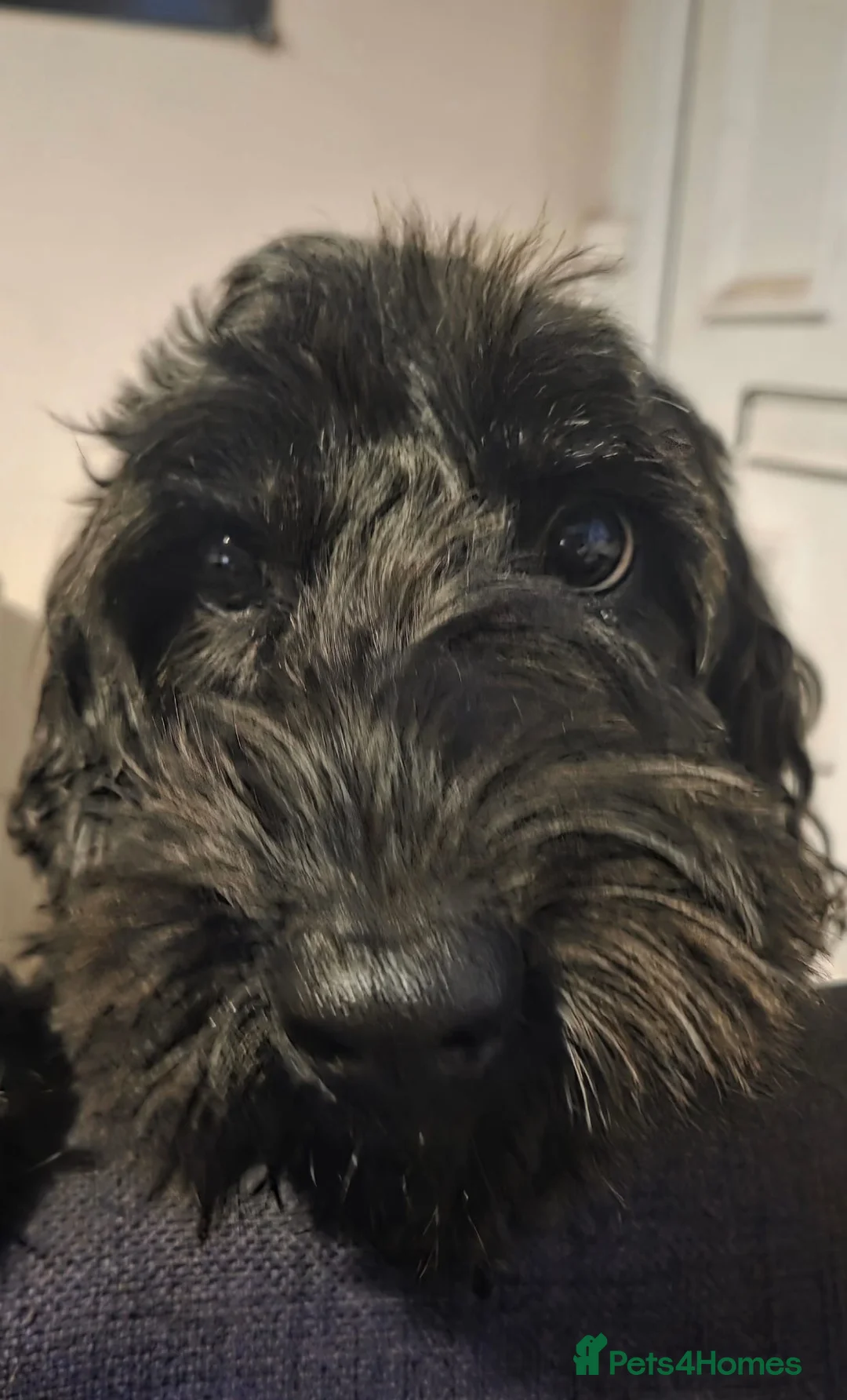 Cockapoo dogs for adoption: 💙🐶JACK in Burton-on-Trent - Advert 5