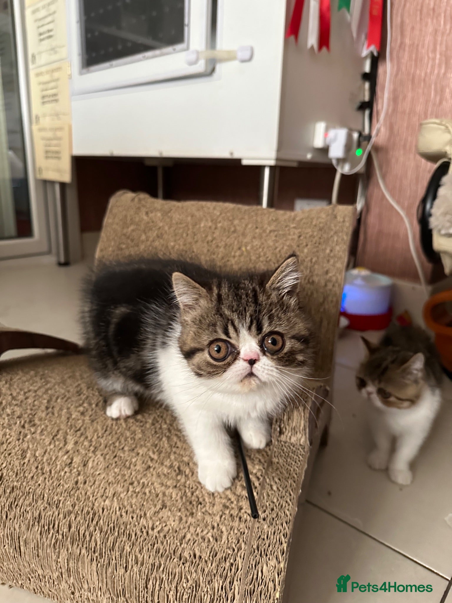 Exotic cats Brown Tabby / White Exotic  - Advert 6