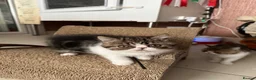 Exotic cats for sale: Brown Tabby / White Exotic  - Advert 1