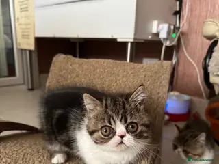 Exotic cats Brown Tabby / White Exotic - Advert 6