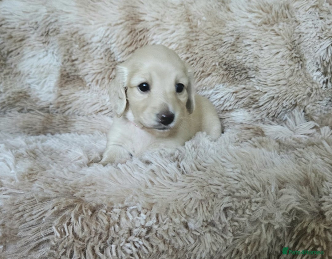 Miniature Dachshund dogs for sale: Beautiful long haired mini dachshunds - Advert 8