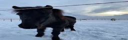 Icelandic horse horses for sale: Icelandic mare  - Advert 2