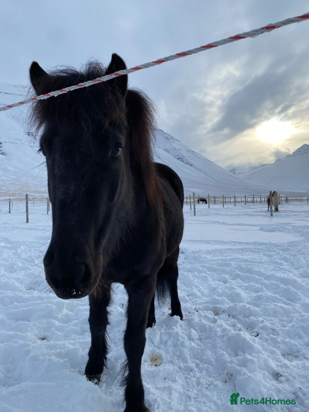 Icelandic horse horses for sale: Icelandic mare  - Advert 2