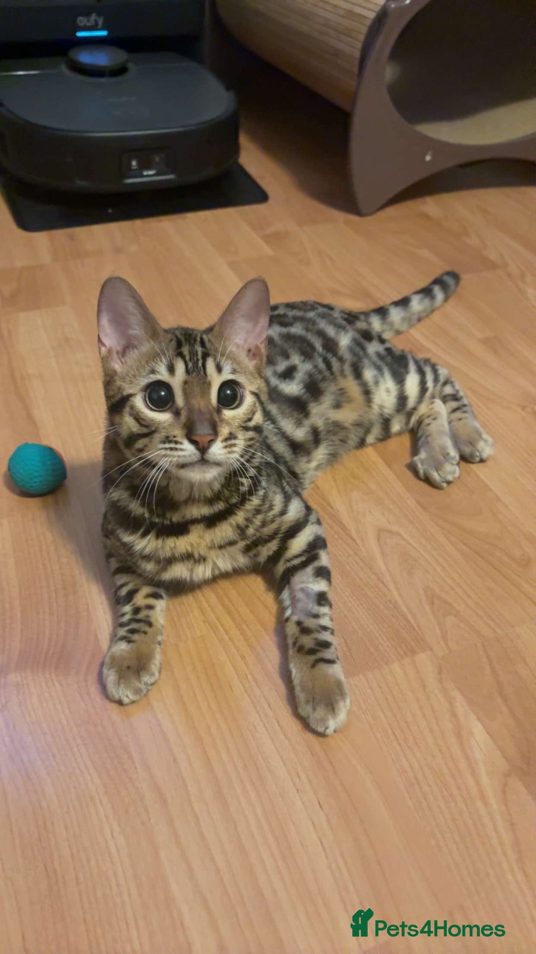 Bengal cats for sale: Gorgeous Bengal kitten - Advert 2
