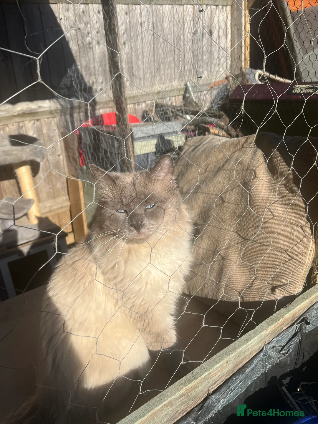 Ragdoll cats for stud: Bluepoint ragdoll stud  in Milton Keynes - Advert 2