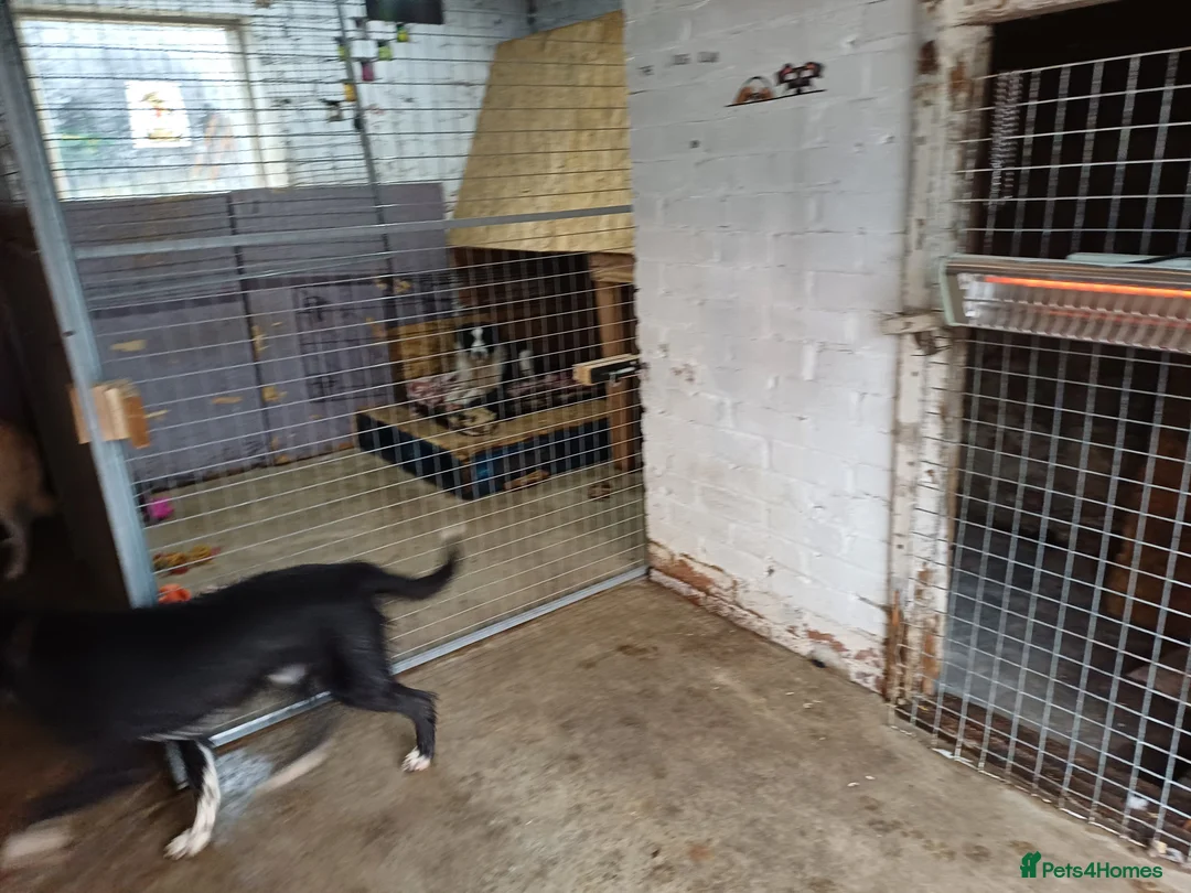 Mixed Breed dogs for adoption: 🐾 CANDY 🍯 A Gentle Soul Learning to Trust Again - Advert 10