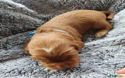 Cocker Spaniel dogs for sale: K.C. Registered cocker spaniel puppies - Image 10
