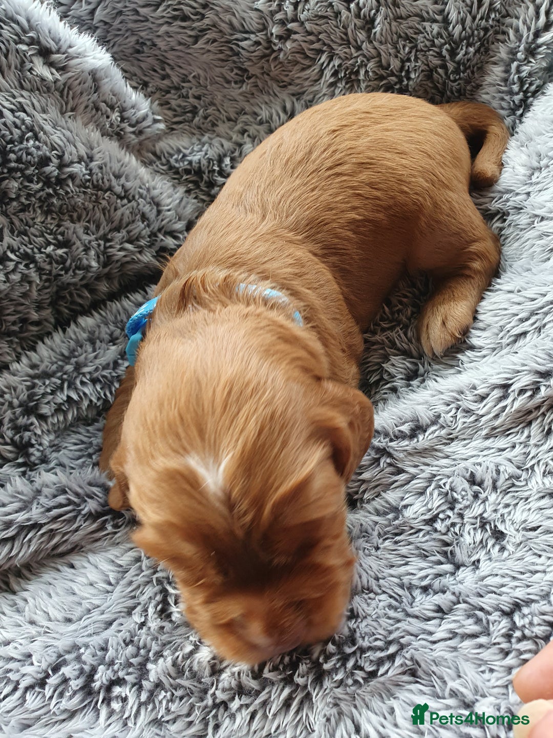 Cocker Spaniel dogs for sale: K.C. Registered cocker spaniel puppies - Image 10