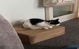 Domestic Shorthair cats for sale: Nyx - Shorthair Domestic  - Image 7