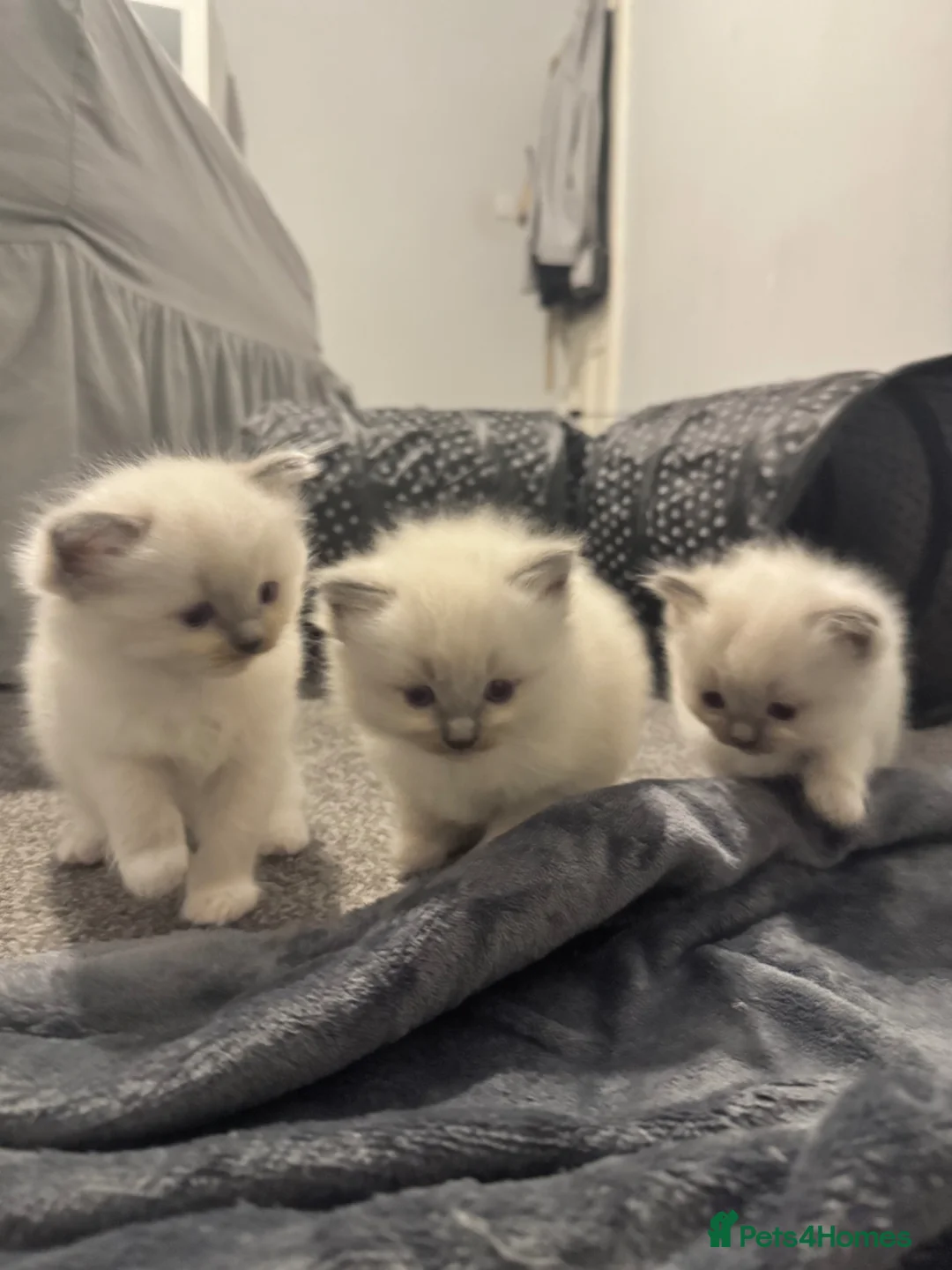 Ragdoll cats for sale: Beautiful Purebreed Ragdoll Kittens - Advert 1