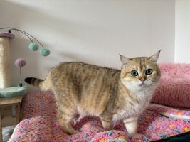 British Shorthair cats Stud TICA Active Golden British Shorthair - Advert 2