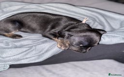 Staffordshire Bull Terrier dogs for sale: Beautiful tri and brindle staffy pups - Image 9