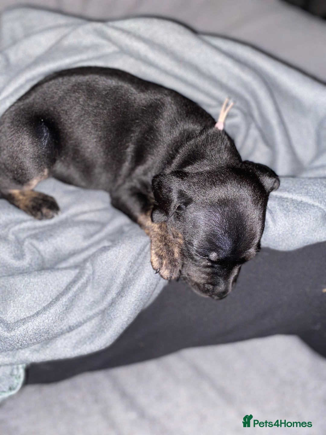 Staffordshire Bull Terrier dogs for sale: Beautiful tri and brindle staffy pups - Image 9