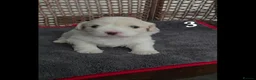 Coton De Tulear dogs for sale: Gorgeous Coton de Tulear puppies KC registered - Advert 13
