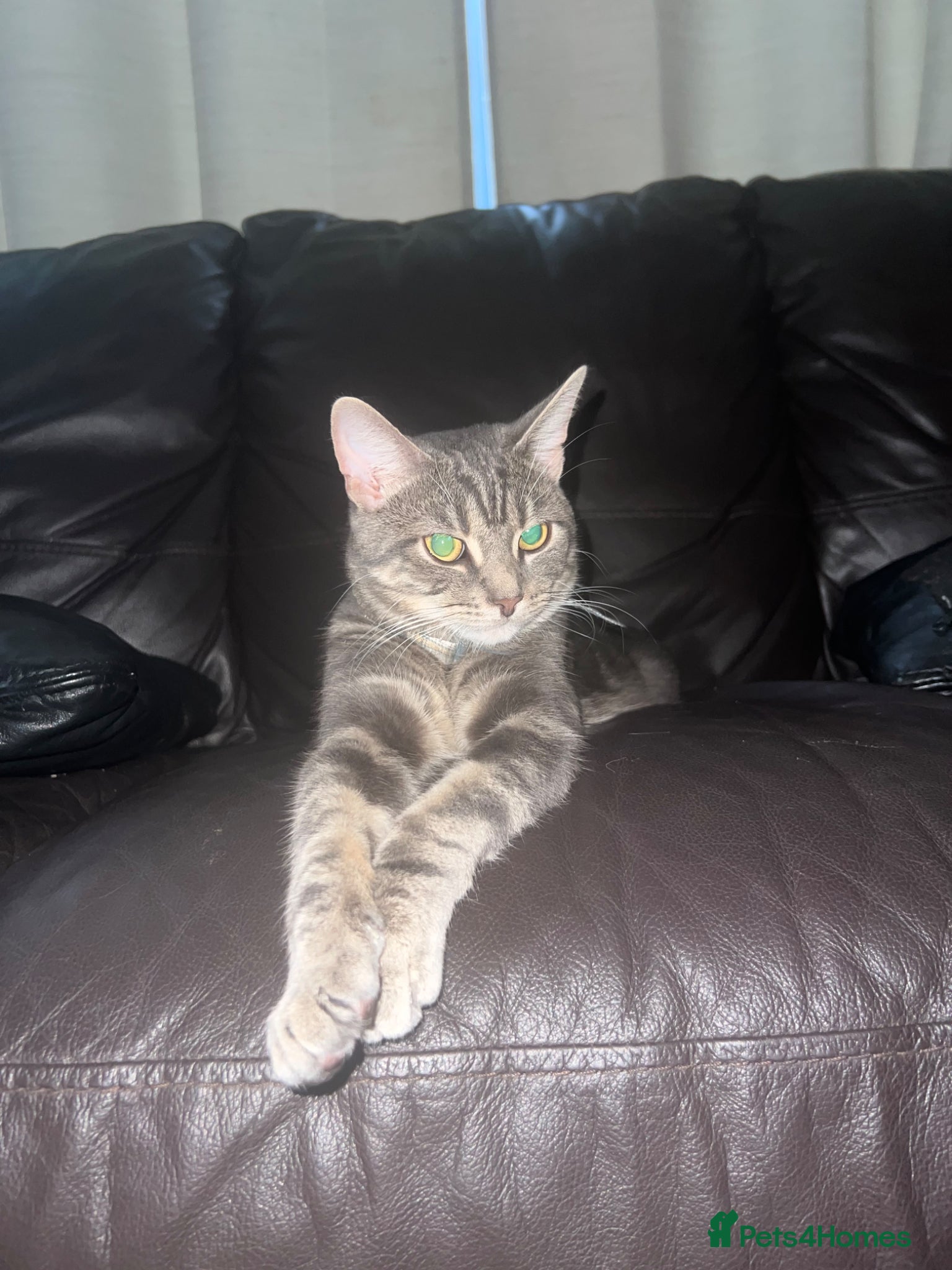 American Shorthair cats for sale: Adorable Tabby Cat for Sale! Sweetest Cat Ever - Advert 5