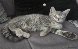 Mixed Breed cats for sale: 5 3/4 persian kittens ready now - Image 7