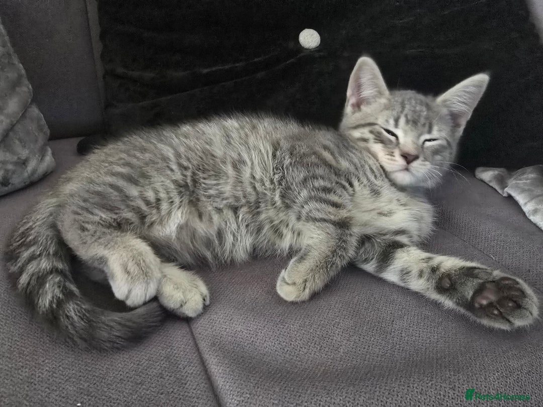 Mixed Breed cats for sale: 5 3/4 persian kittens ready now - Image 7