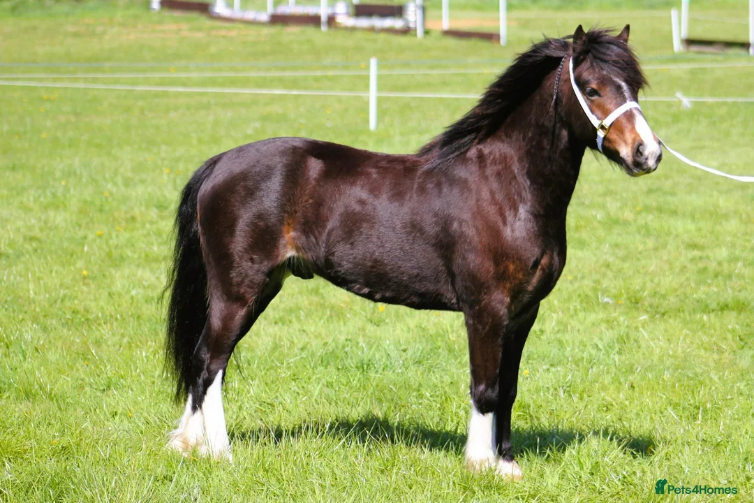 Welsh Section A horses for sale: 11.2 Welsh A  in Bristol - Advert 1
