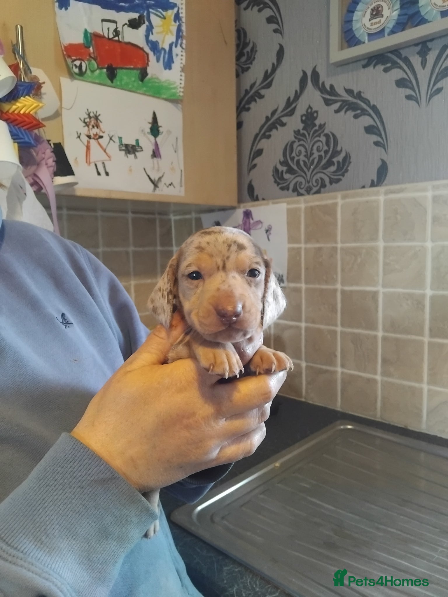 Miniature Dachshund dogs Miniature dachshund  - Advert 1