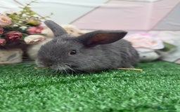 Mini Lop rabbits for sale: 🐰 Mini Lop X Baby Bunnies for Sale! 🐰 - Image 5