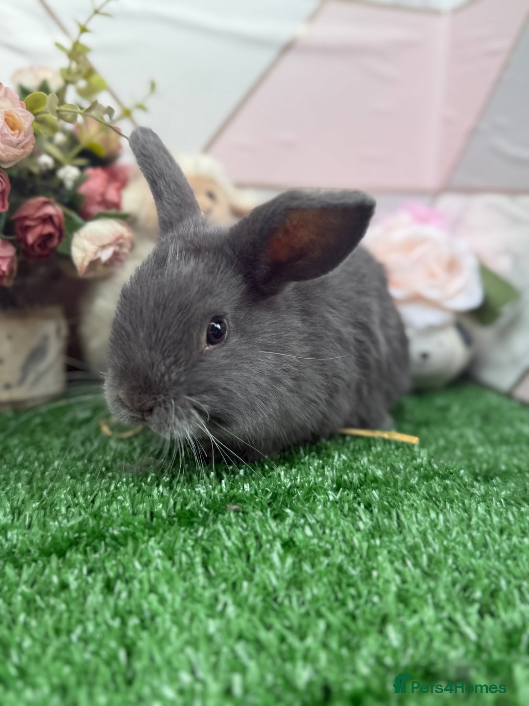 Mini Lop rabbits for sale: 🐰 Mini Lop X Baby Bunnies for Sale! 🐰 - Image 5