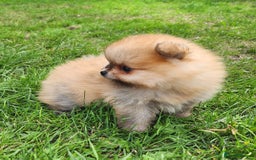 Pomeranian dogs for sale: Beautiful quality pomeranian girl puppies  - Image 5