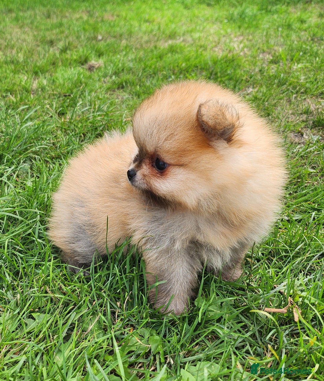 Pomeranian dogs for sale: Beautiful quality pomeranian girl puppies  - Image 5