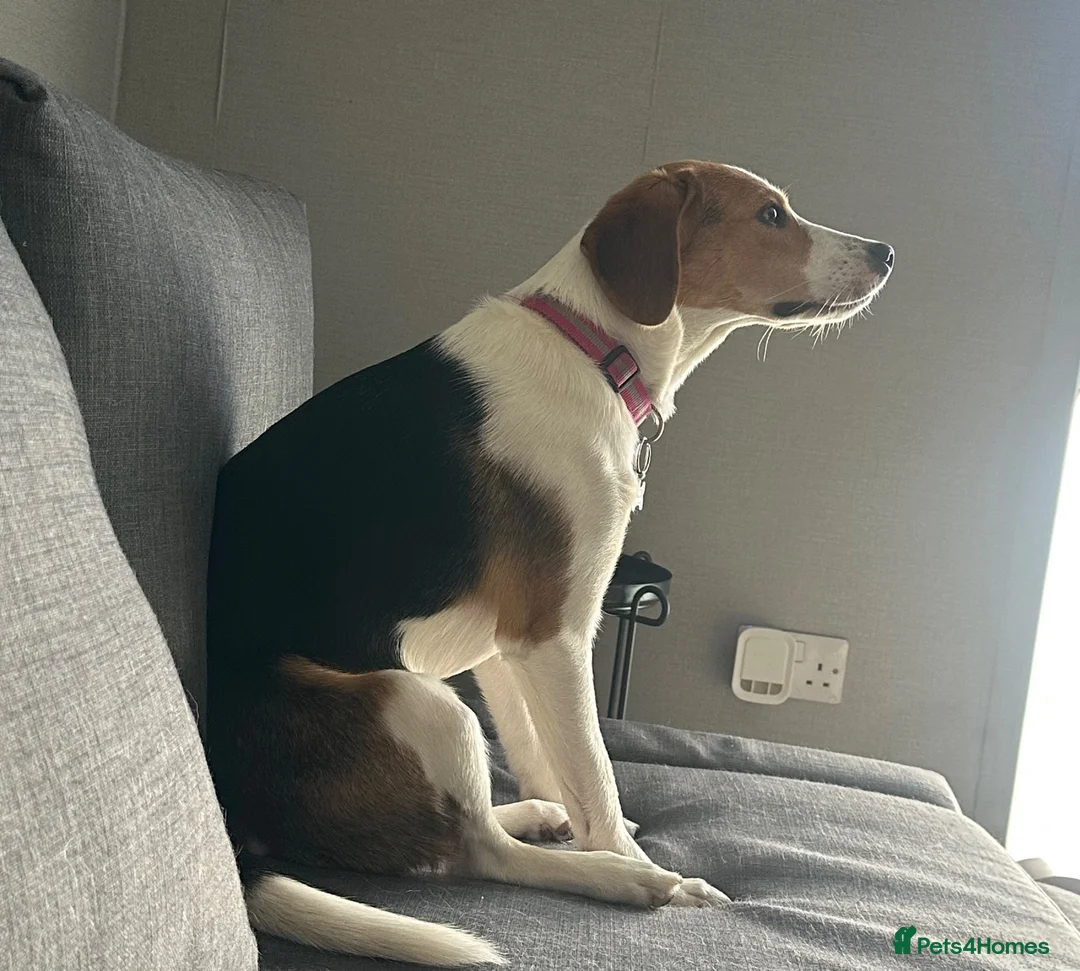 Mixed Breed dogs for sale: Callie needs a new loving home.  in Stevenage - Advert 4