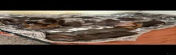 Miniature Dachshund dogs for sale: Quality miniature dachshunds - Advert 6