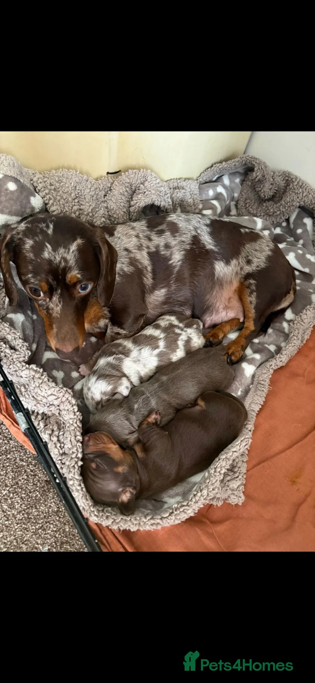 Miniature Dachshund dogs for sale: Quality miniature dachshunds - Advert 6