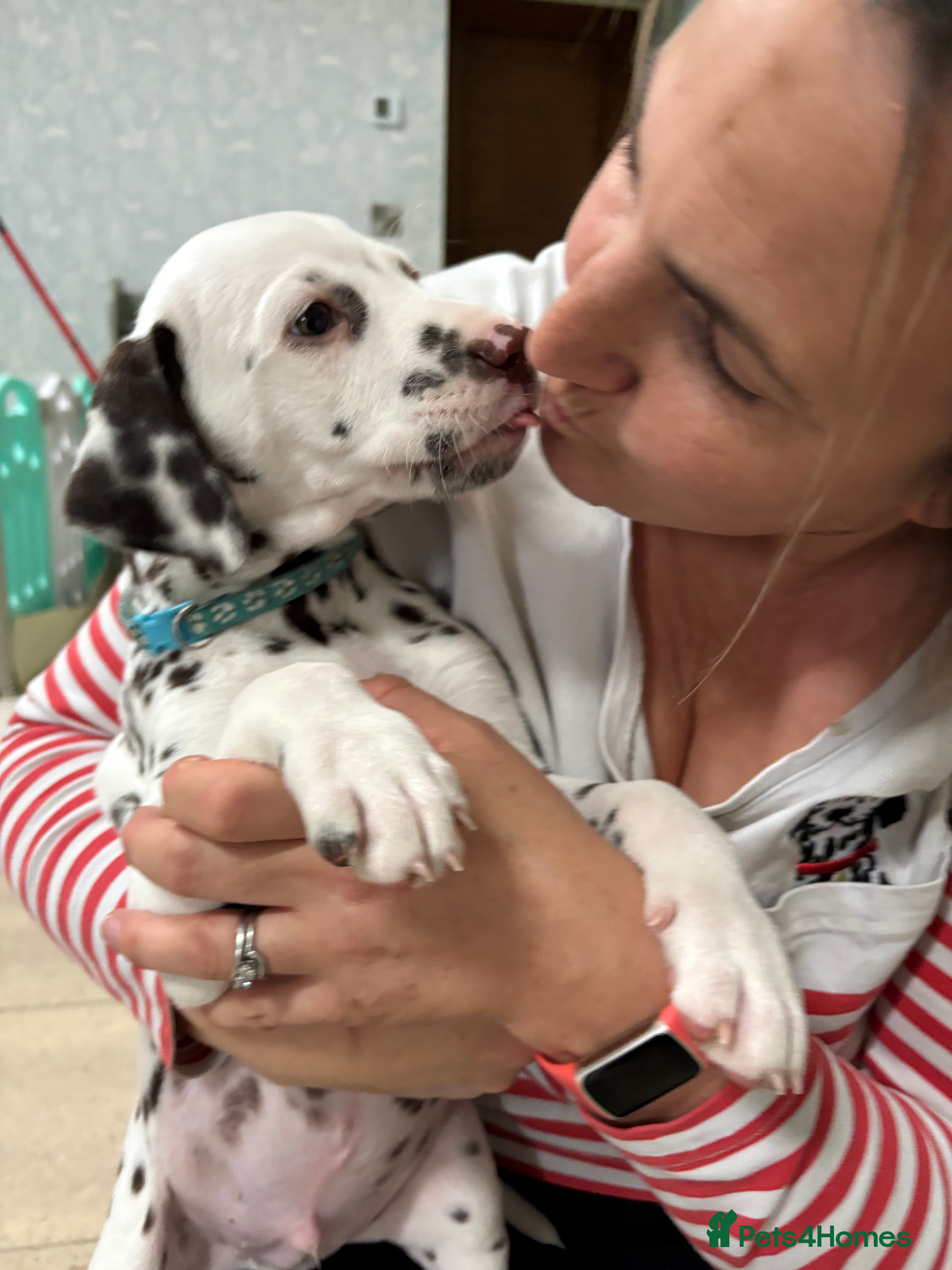 Dalmatian dogs Our gorgeous Liver boy  - Advert 4